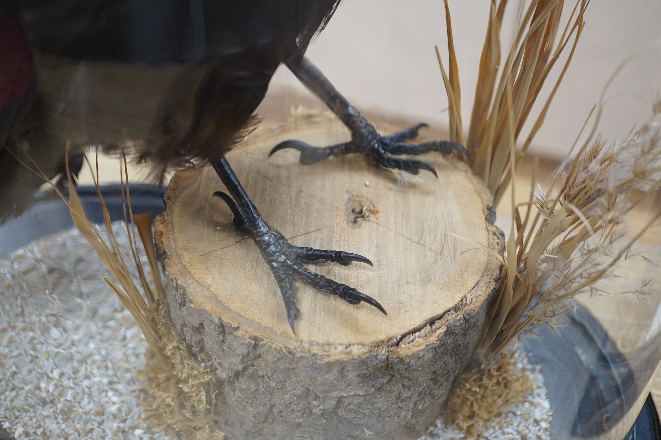 A taxidermy crow, beneath glass dome, 52cm high